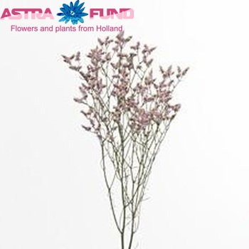 Limonium sinensis Pink Activa Foto