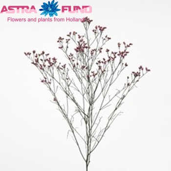 Limonium sinensis Sensy Dark Pink фото
