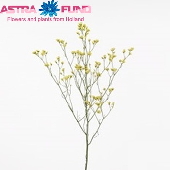 Limonium sinensis Yellow Activa Foto