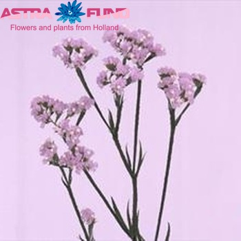 Limonium sinuatum 'Crystal Pastel Violet' Foto