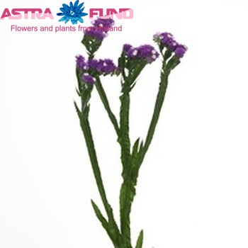 Limonium sinuatum 'Crystal Purple' photo