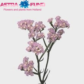 Limonium sinuatum 'Crystal Violet' foto