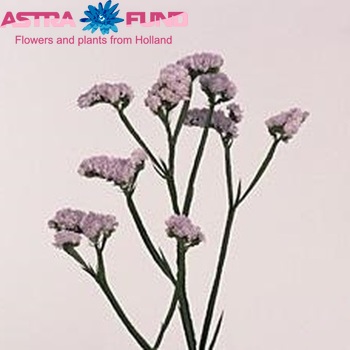 Limonium sinuatum Donau Birds Foto