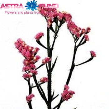 Limonium sinuatum Flash Pink фото