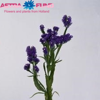 Limonium sinuatum Giant Blue Birds / Cristal Dark Blue фото