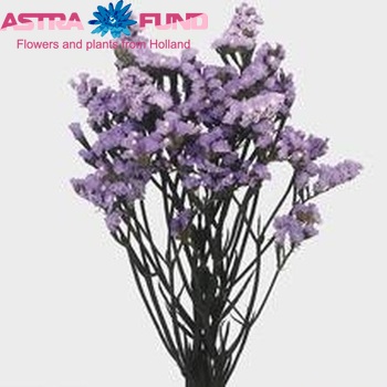 Limonium sinuatum 'Light Blue Star' foto