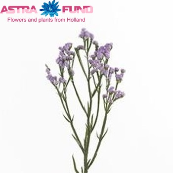 Limonium sinuatum 'Light Pink Star' zdjęcie