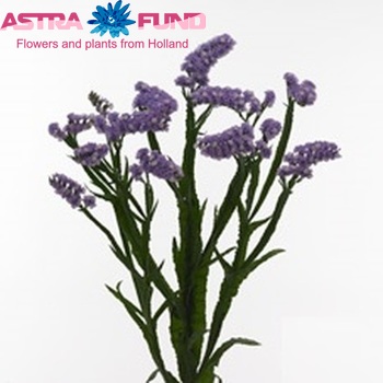 Limonium sinuatum Madeira Sun Birds фото