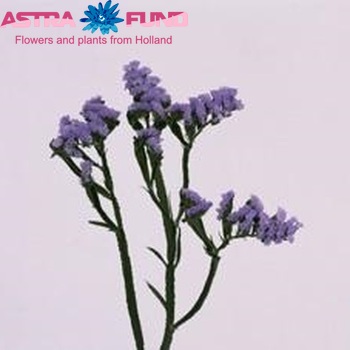 Limonium sinuatum 'Millum Blue' фото