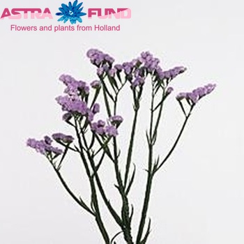 Limonium sinuatum 'Mr. Blue Sky' zdjęcie