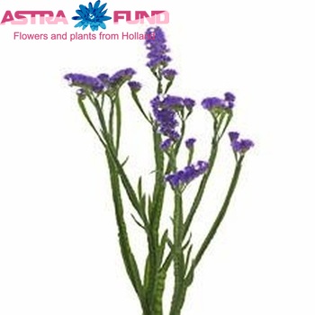 Limonium sinuatum Mystic Blue Birds фото