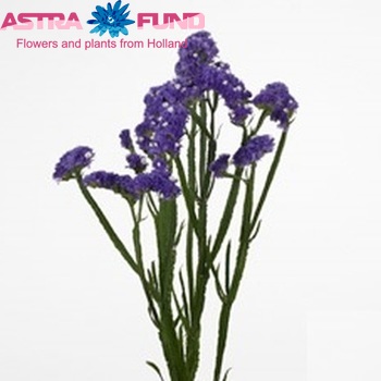 Limonium sinuatum Ocean Sun Birds zdjęcie