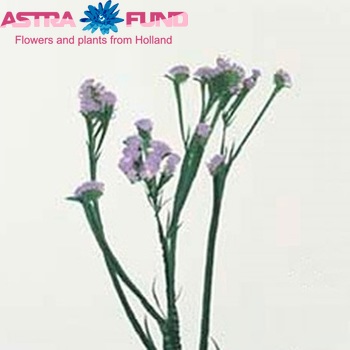 Limonium sinuatum Ocean Wings zdjęcie