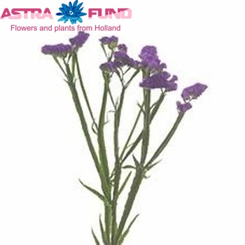 Limonium sinuatum Purple Ara foto