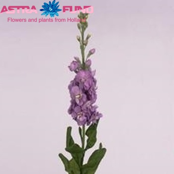 Matthiola incana Figaro Lavender фото
