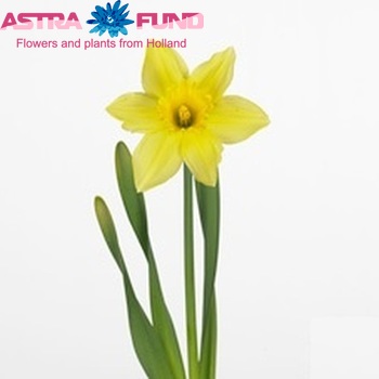Narcissus Grootkronige Grp met blad 'Carlton' Foto