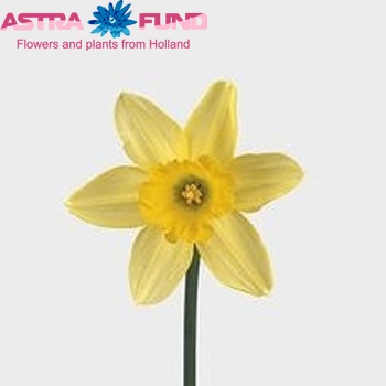 Narcissus Grootkronige Grp met blad 'Fortune' zdjęcie