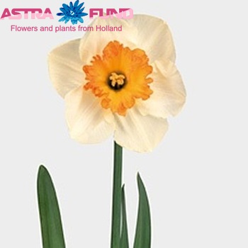 Narcissus Grootkronige Grp і blad 'Gentle Giant' фото