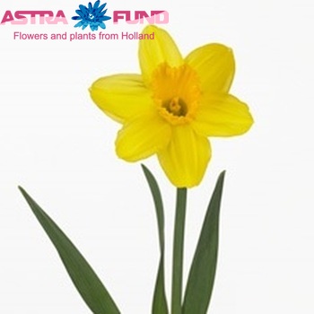 Narcissus Grootkronige Grp met blad 'Gigantic Star' Foto