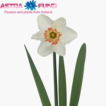 Narcissus Grootkronige Grp met blad 'Pink Charm' фото