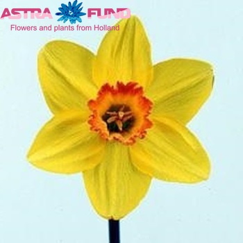 Narcissus Grootkronige Grp met blad 'Pinza' Foto