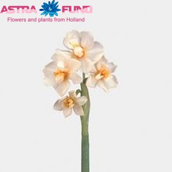 Narcissus Tazetta Grp met blad 'Abba' Foto