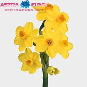 Narcissus Tazetta Grp met blad 'Grand Soleil d'Or' Foto