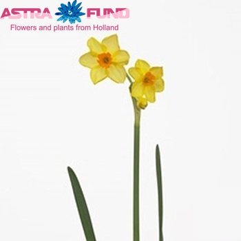Narcissus Tazetta Grp met blad 'Martinette' фото
