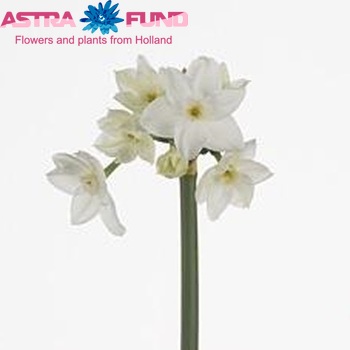 Narcissus Tazetta Grp met blad 'Nir' Foto