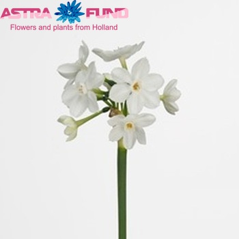 Narcissus Tazetta Grp met blad 'Ziva' Foto