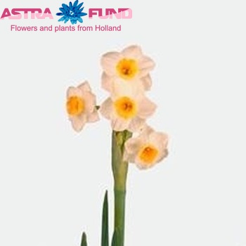 Narcissus tazetta met blad 'Avalanche' zdjęcie