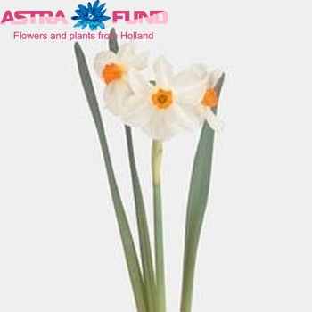 Narcissus tazetta met blad 'Geranium' Foto