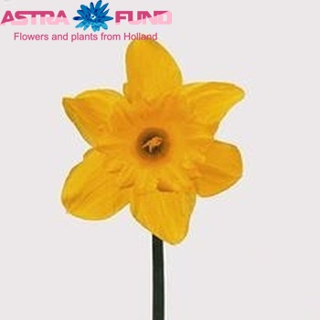 Narcissus Trompet Grp met blad 'Golden Harvest' Foto