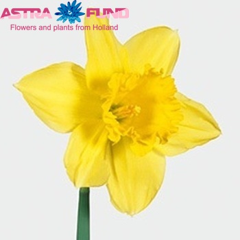 Narcissus Trompet Grp met blad 'Prizewinner' Foto
