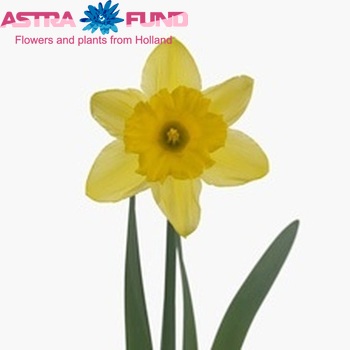 Narcissus Trompet Grp met blad 'Standard Value' photo