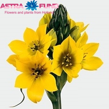 Ornithogalum 'Yellow Asa' photo