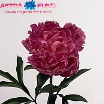 Paeonia Lactiflora Grp 'Reinette des Roses' photo