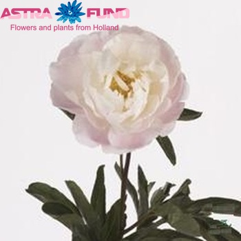 Paeonia lactiflora "Міс Америка" фото
