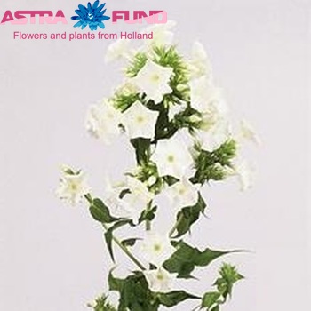 Phlox Paniculata Grp 'White Admiral' photo