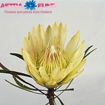 Protea repens 'White Head' Foto