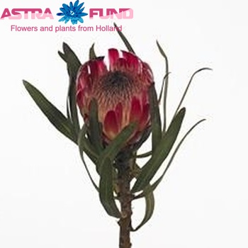 Protea roupelliae zdjęcie