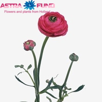 Ranunculus asiaticus 'Elegance Hot Pink' Foto