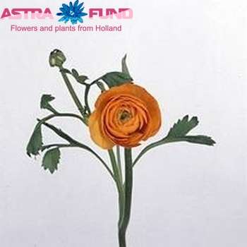 Ranunculus asiaticus 'Elegance Orange' Foto