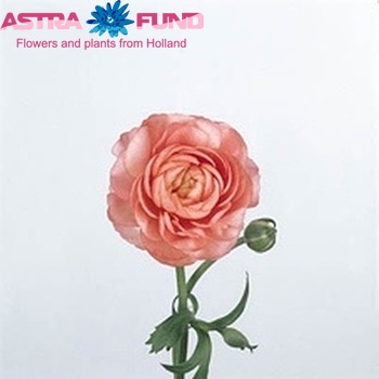 Ranunculus asiaticus 'Elegance Pink' photo