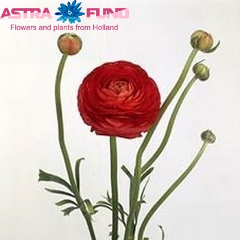 Ranunculus asiaticus 'Elegance Red' фото