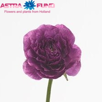 Ranunculus asiaticus 'Elegance Violet' photo