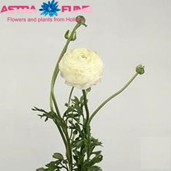 Ranunculus asiaticus 'Elegance White' Foto