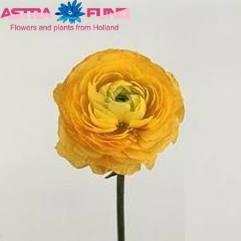 Ranunculus asiaticus 'Elegance Yellow' photo