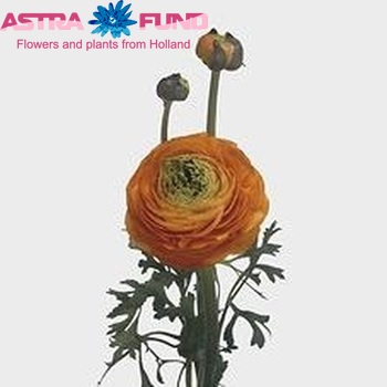 Ranunculus asiaticus Giga Orange Foto