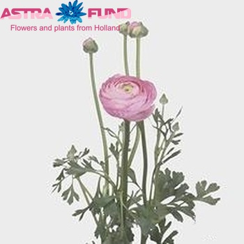 Ranunculus asiaticus Giga Pink Foto